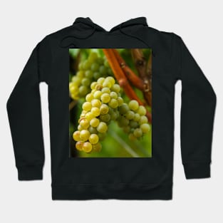 Ripening grapes on the vine Hoodie